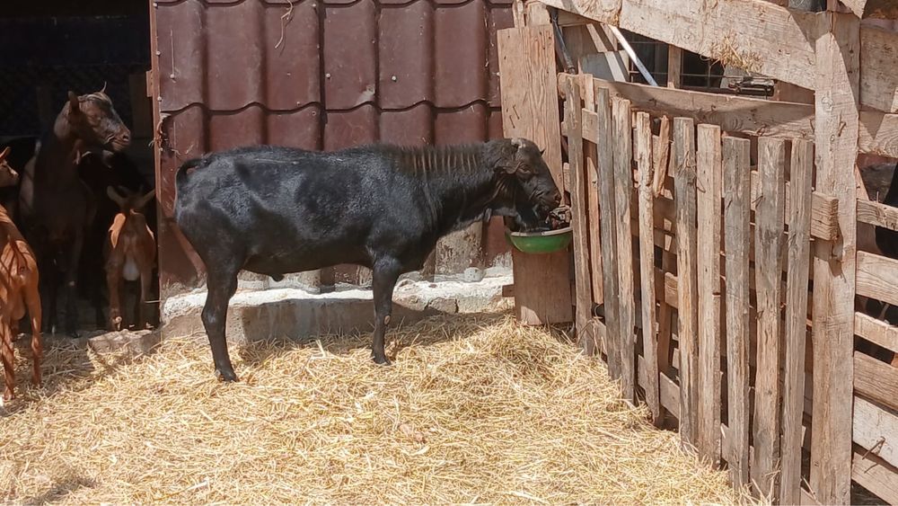 Vand tapi angronubian  si murciano