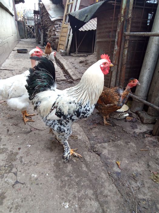 Cocos brahma de anul acesta