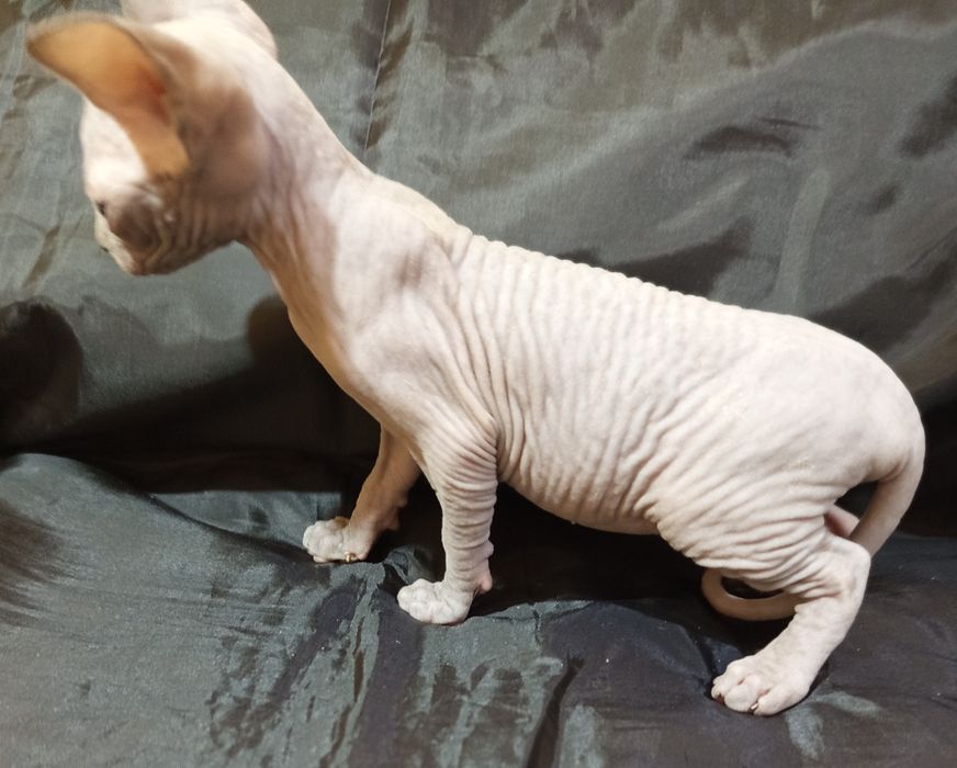 Канадский сфинкс 40 дней