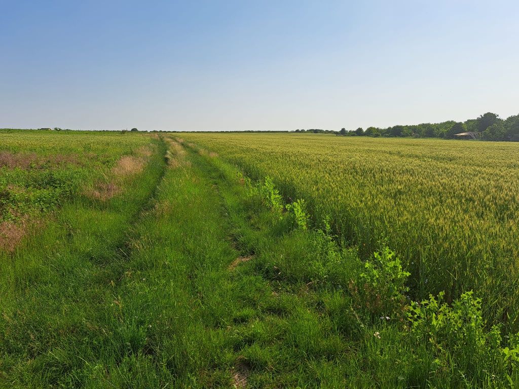 Vand 9 parcele de teren la 1,6 km de ferma Liliac (dupa Valea Ursului)