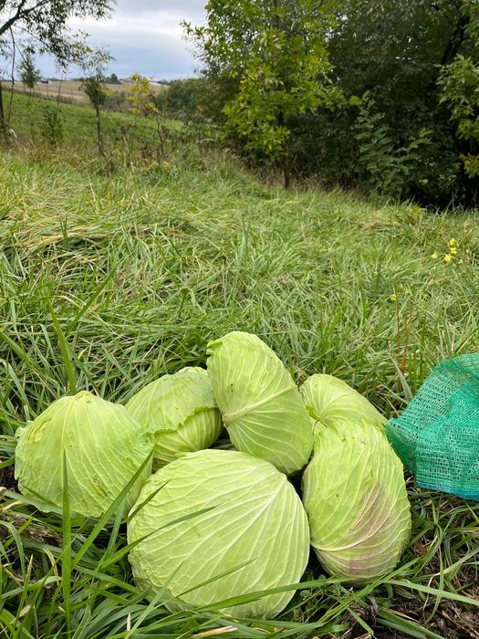 Varza Sarmalin de vanzare