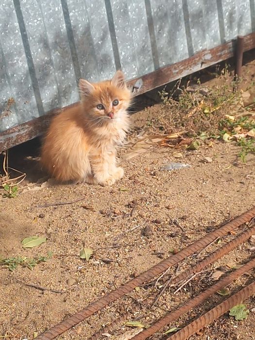 Отдадим котят в добрые руки