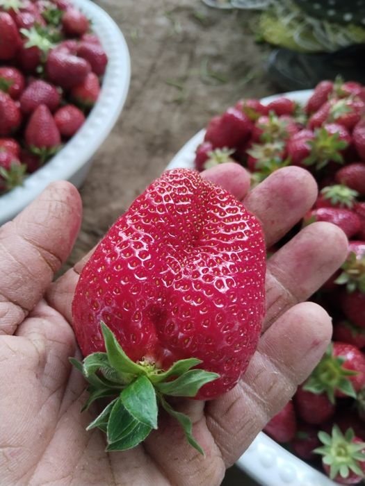 Alba , Kler koʻchatlari bor  kelishilgan narxlarda