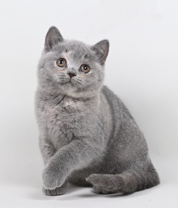 Pisicuța British  Shorthair   blue cream tortie cu pedigree