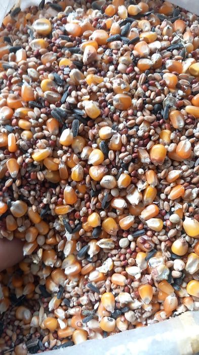 Vindem cereale din campania 2025