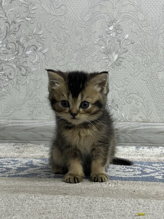 КОШКИ МУШУК британская шиншилла