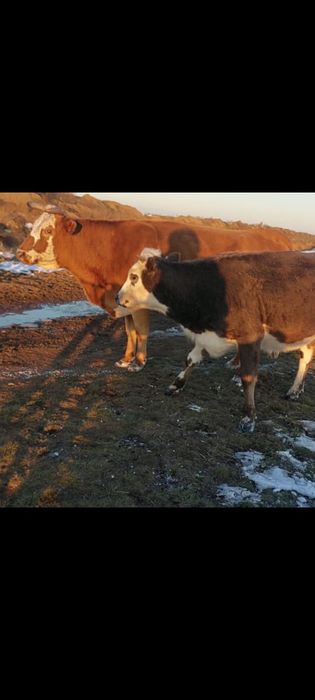 Продаётся крс селхоз животных