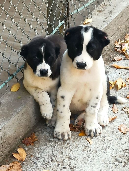 Шеночки алабаев чистокровные