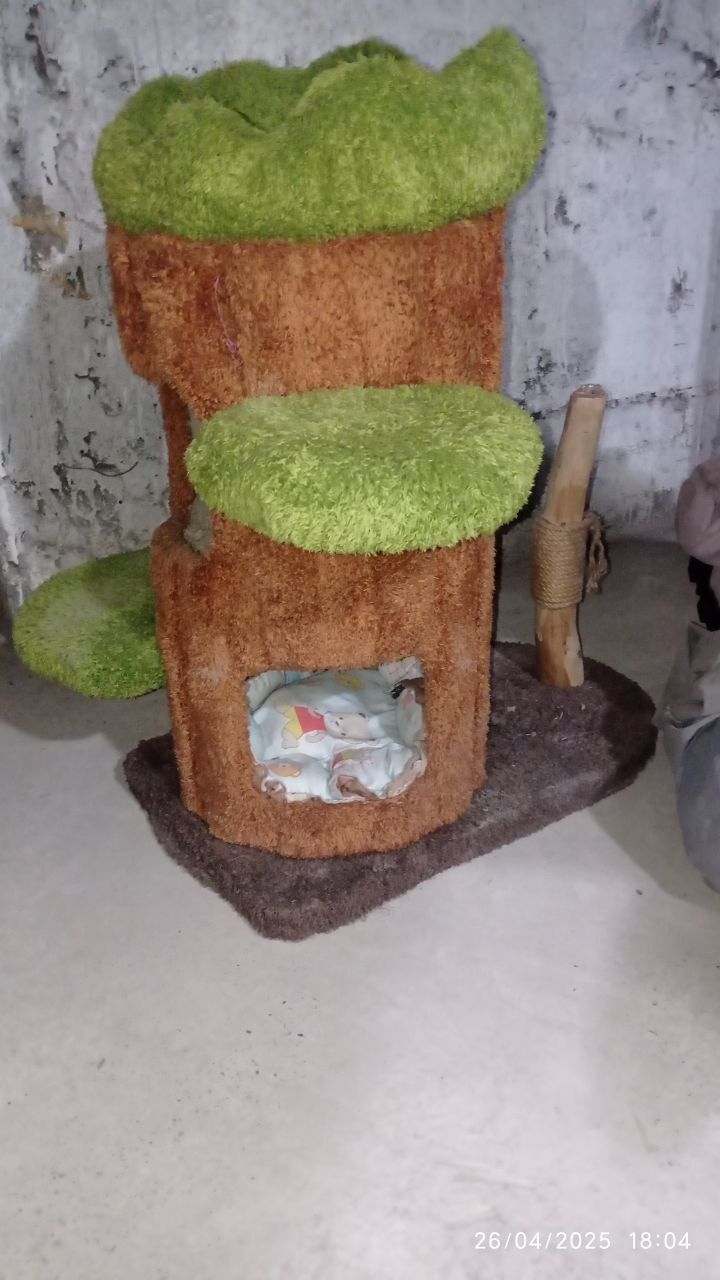 Aqilli mushuk sotiladi zotli