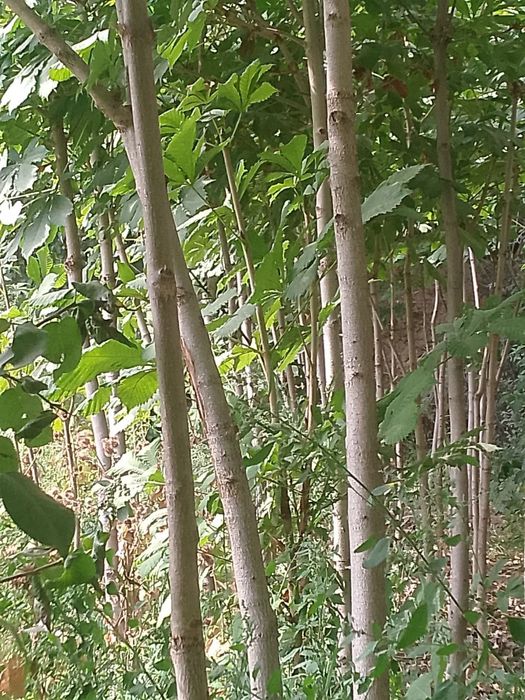 Kashtan daraxti ko'chatlari sotiladi