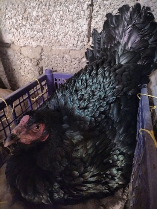 Qora dakan tovuq sotiladi