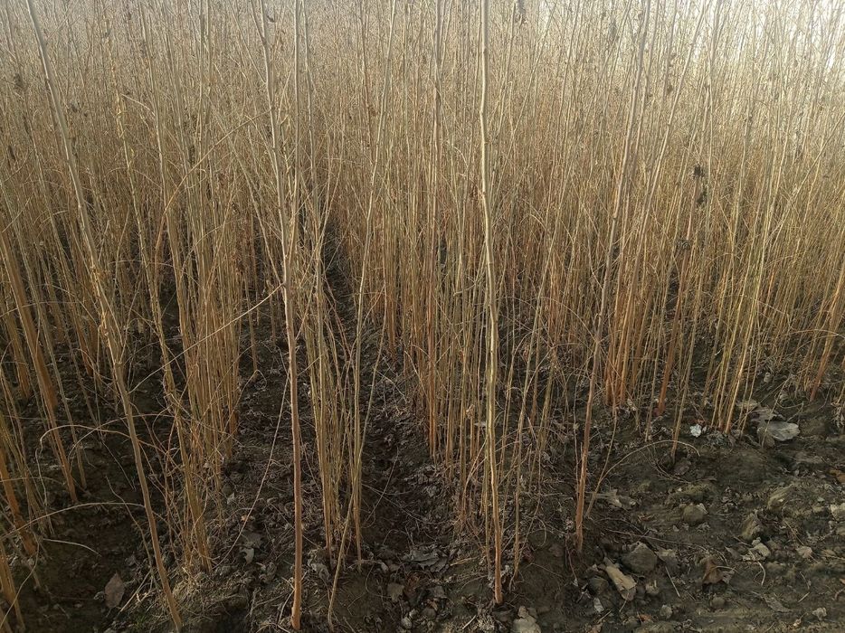 Tut daraxti koʻchatlari