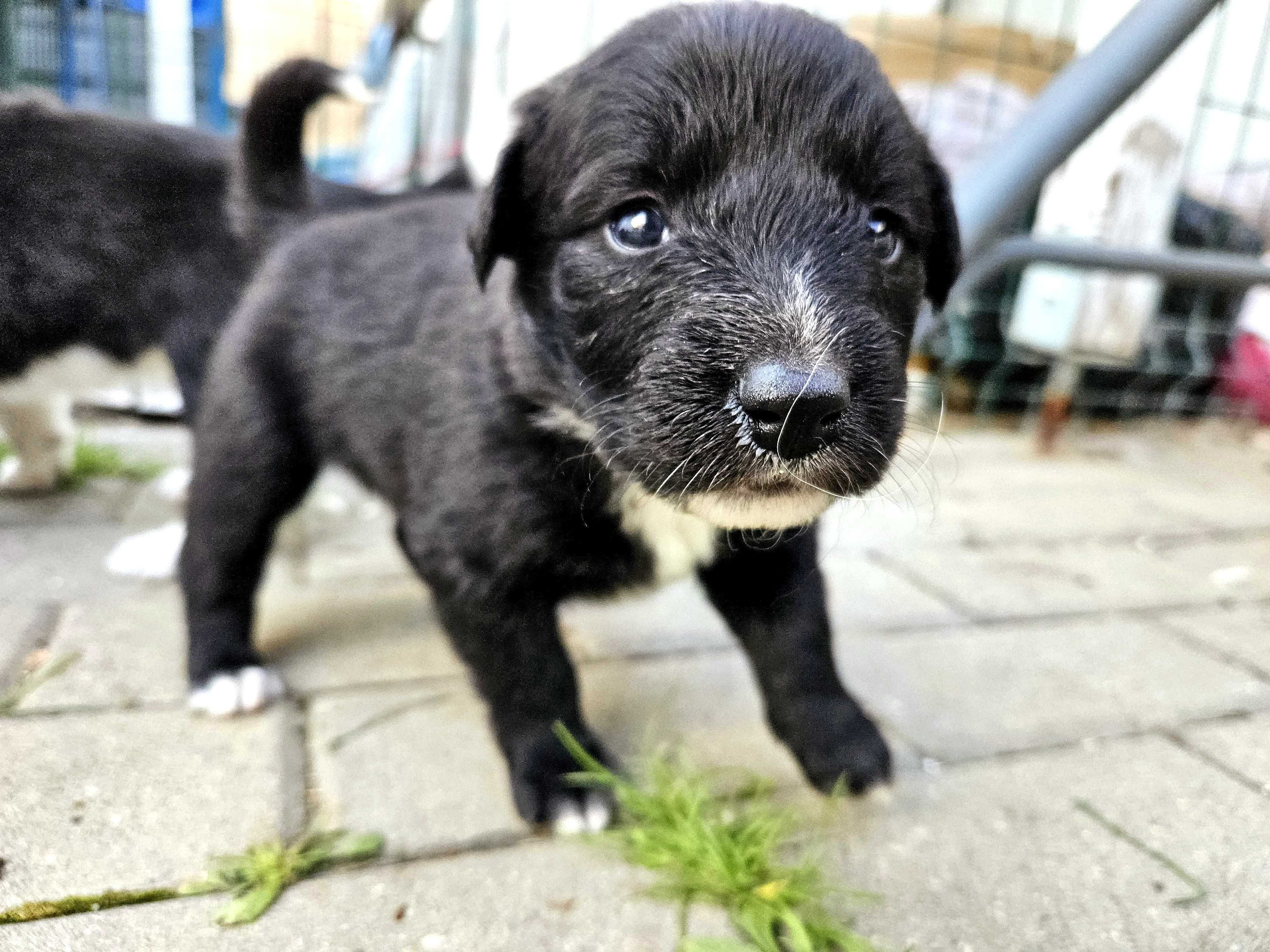 Catei pentru adoptie Labrador metis