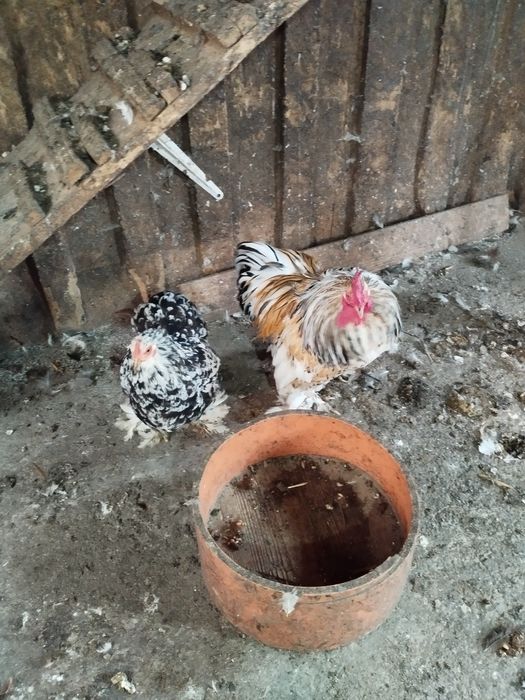 Pereche cochinchina