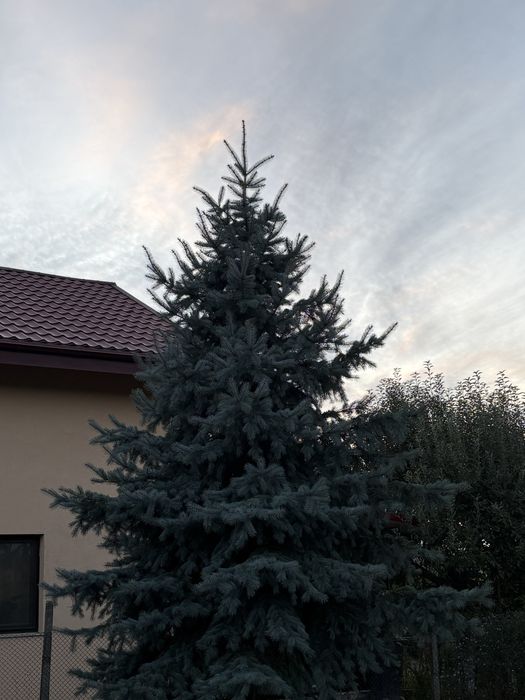 Vand brad pentru craciun