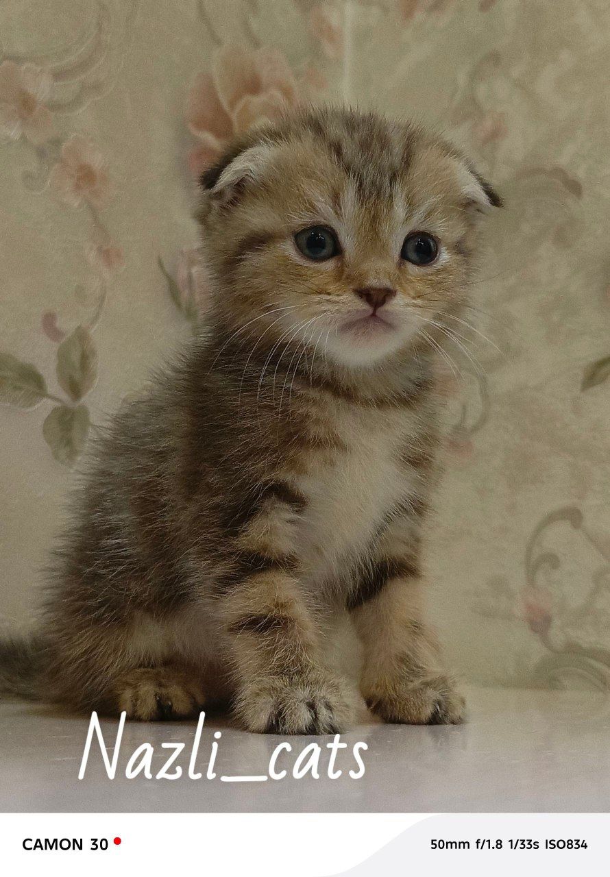 Scottish fold heyland