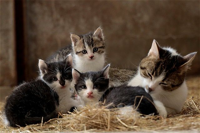 Подаряваме Котенца