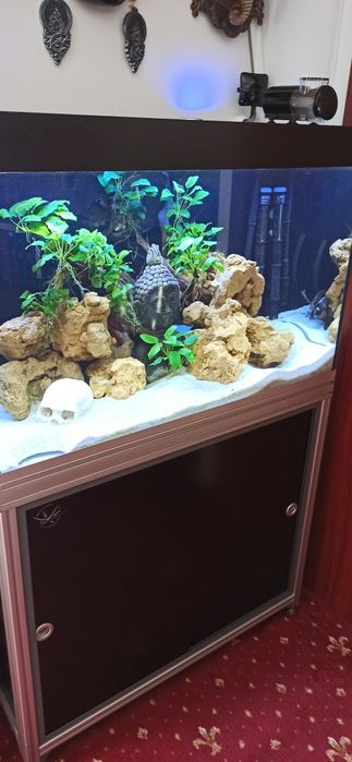 Amenajare acvarii și intretinere