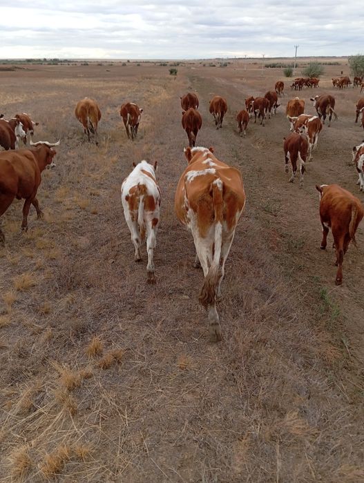 Сиыр баспагымен бирге сатылады.