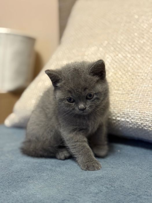 Свободно женско британче