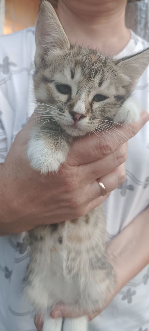 Отдам котят в добрые руки