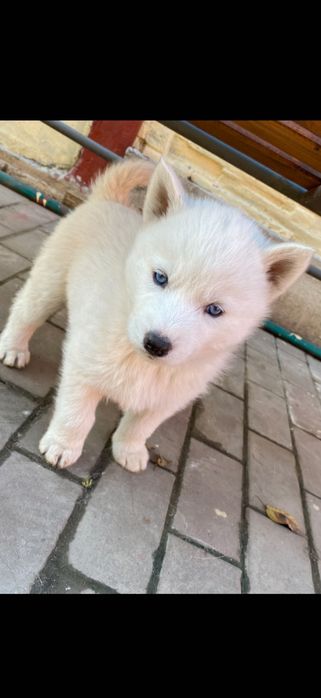Husky siberian pui