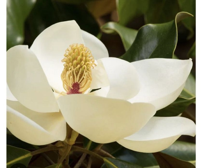 Семена Магнолия грандифлора magnolia grandiflora