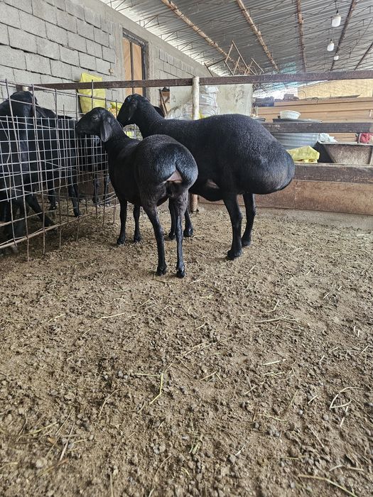 Yaxshi soliq qo'ylar sotiladi