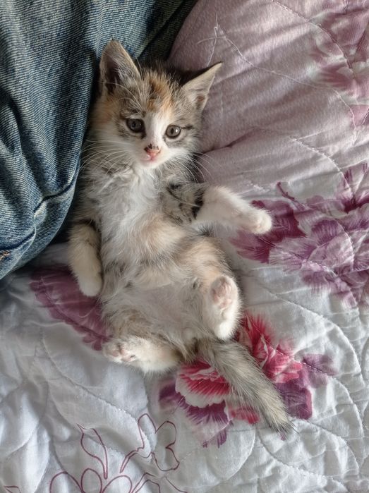 Mushukcha пародний