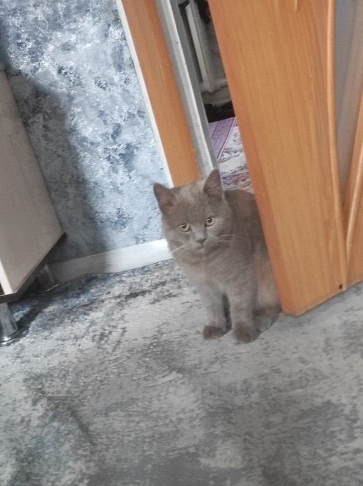 Пропал молодой кот!!!