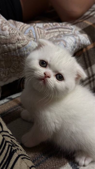 Британские котята