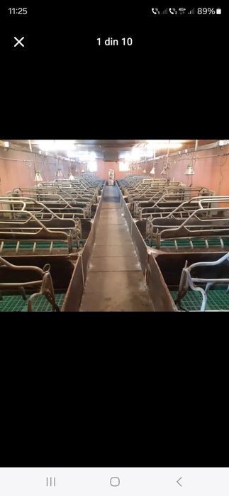 Boxe de fatare suine echipamente ferme zootehnice