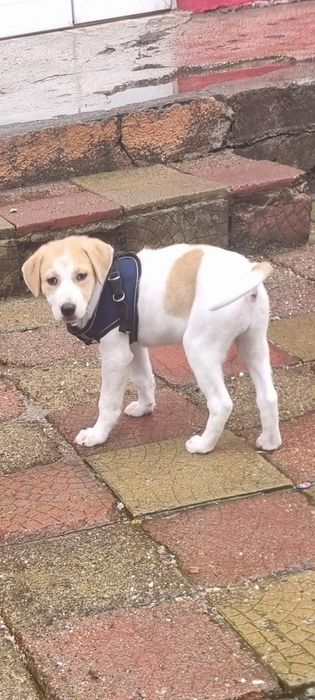 Donez catelusa de 4 luni