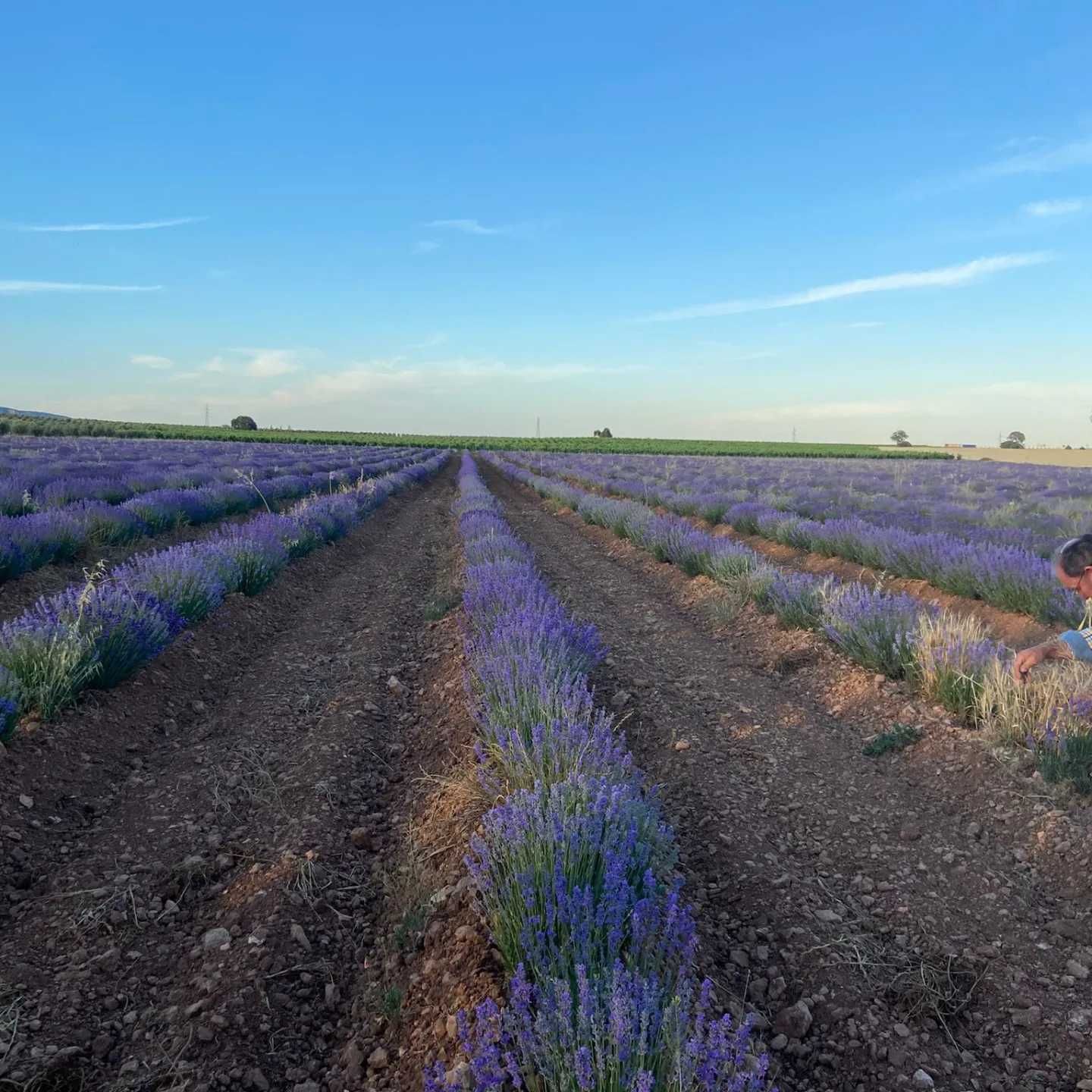 Butasi lavanda sevastopolis campania2024 -2025