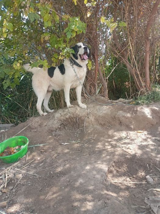 1 yilik kuchik sotiladi