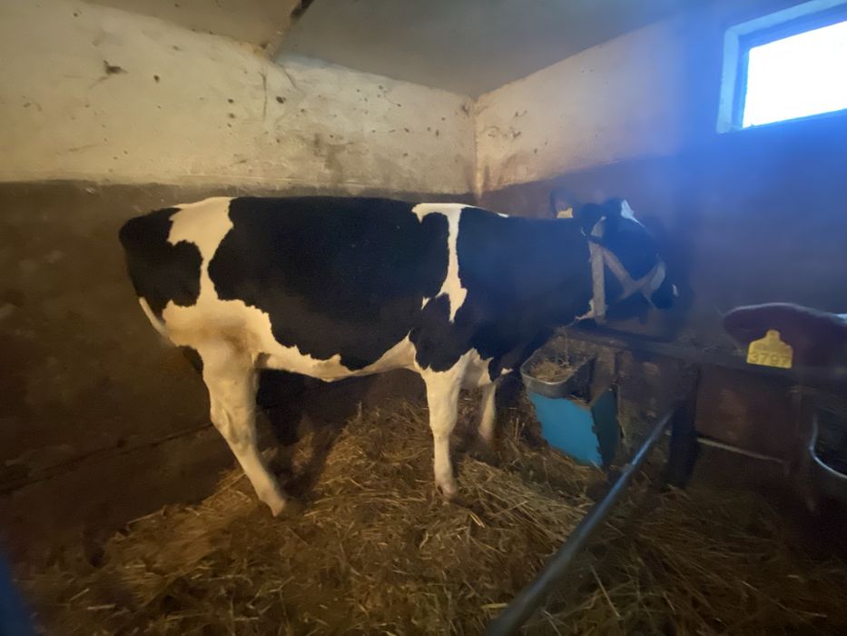 Vițea Holstein cu varsta de  1 an