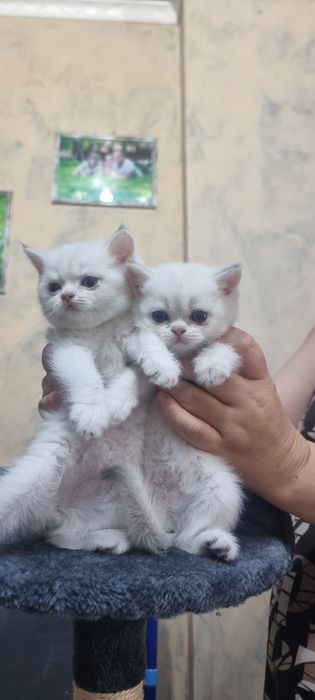 Котята шиншилла чистокровные