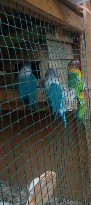 Nerazdushka 2 para sotiladi