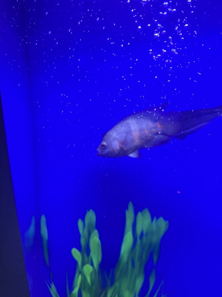 Akvarium Akril. Cleair Aquatics zavodi akvariumi. 230-250l atrofida.