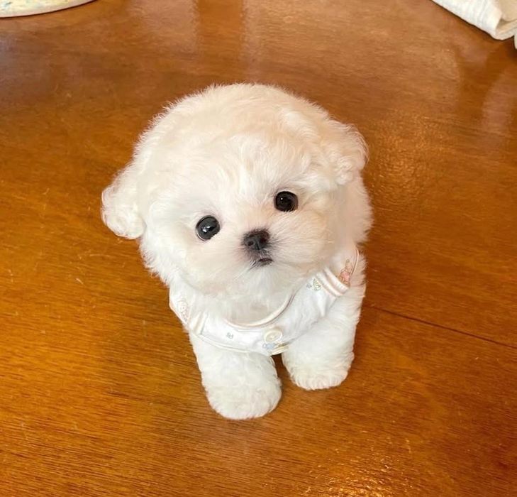 Bichon Maltez Mini Toy