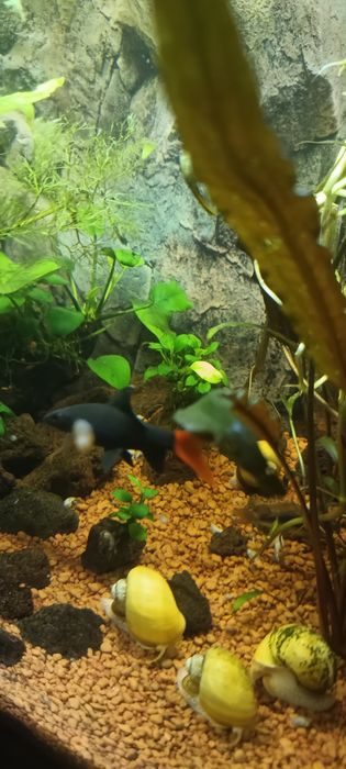 Labeo bicolor peste de acvariu