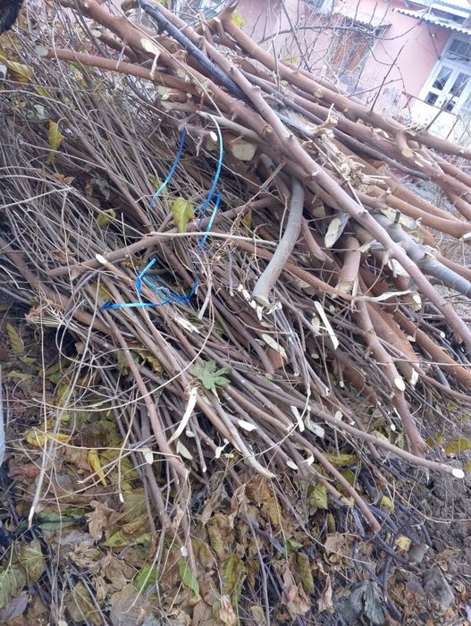 Tut shoxlari sotiladi