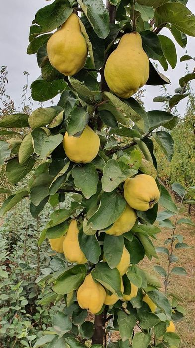 Pomi Fructiferi Columnari (Soiuri De Gutui )