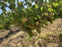 Vand struguri albi sauvignon