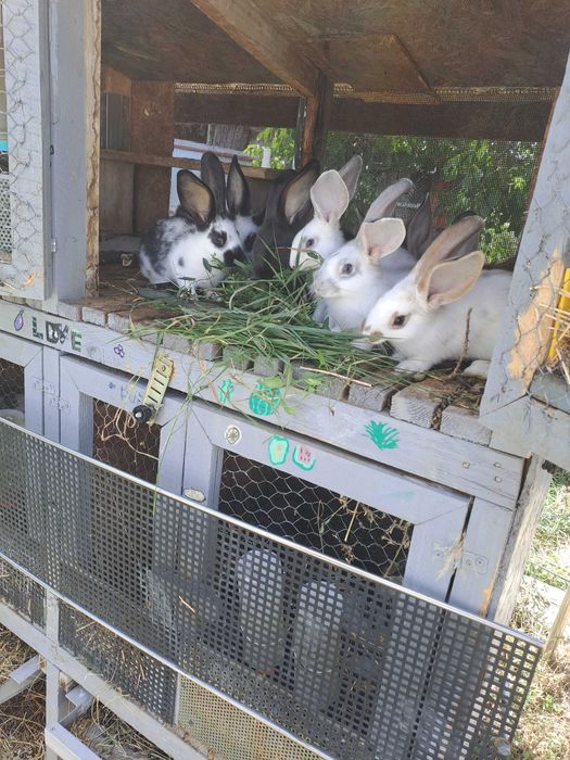 Pui de iepuri, de vanzare