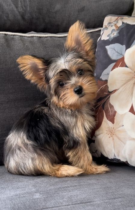 Йоркширски териер  мерле