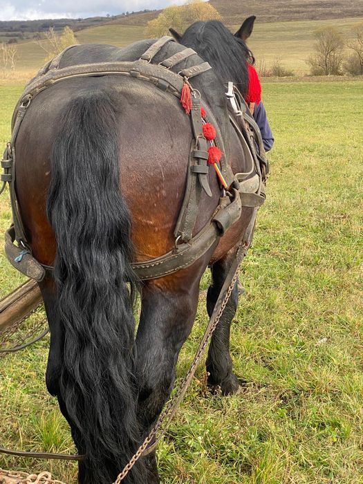 Mânz de 2ani și 5 luni  de vânzare în  sat Viscri jud Brașov