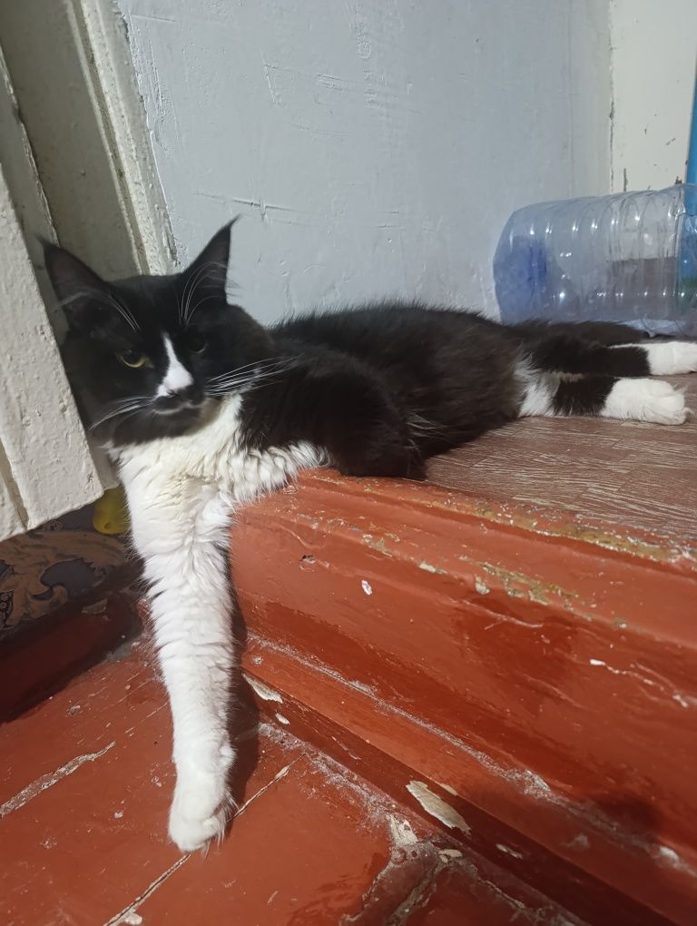 Кот по кличке Маркиз