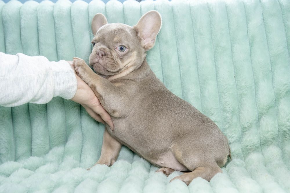 bulldog francez isabella tan