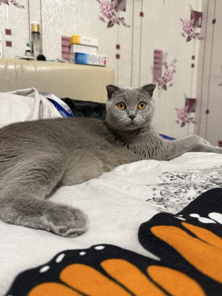 Шотландски клепоухи и британски късокосмести котета